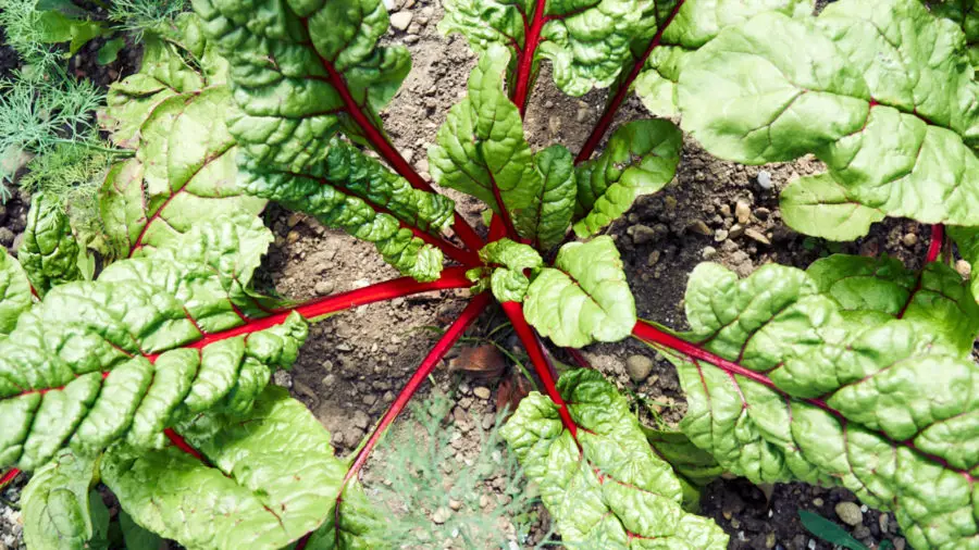 gartengemuesemangold BIN KURZ IM GARTEN